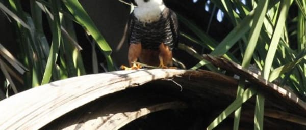 7-Hour Bird Watching Tour in Belize with Sanctuary and Lagoon Ride