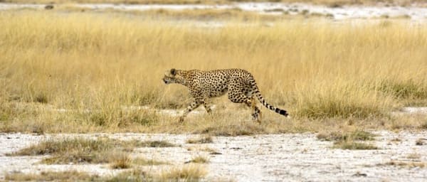 3-Day Safari in Amboseli and Tsavo Parks with Big Five Wildlife