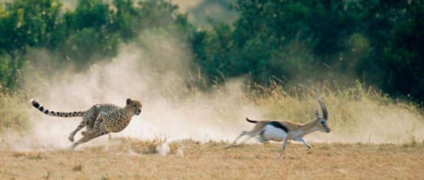 5-Day Masai Mara Safari with Flights and Mara River Game Drives