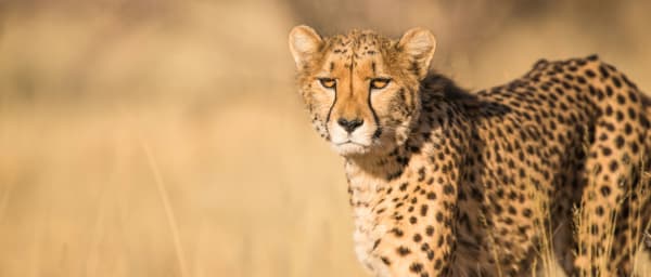 3-Day Murchison Falls Safari with Ziwa Rhino Tracking and Nile Cruise