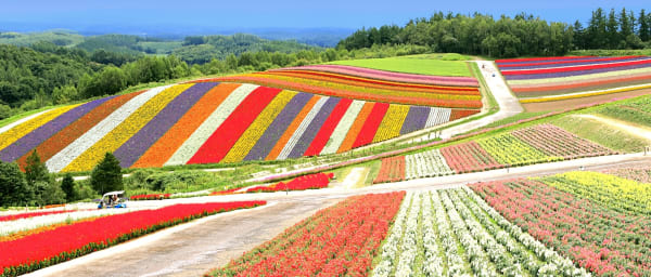 12-Hour Biei and Asahikawa Tour from Sapporo with Blue Pond