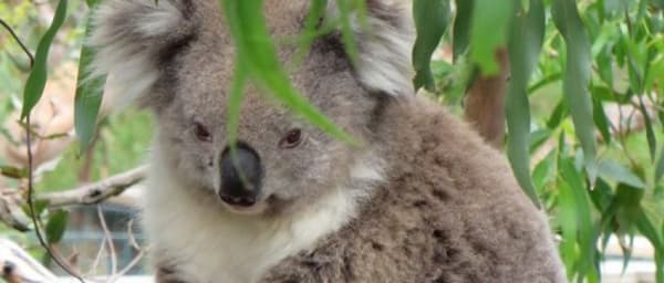 Full-Day Healesville Sanctuary and Yarra Valley Wine Tour
