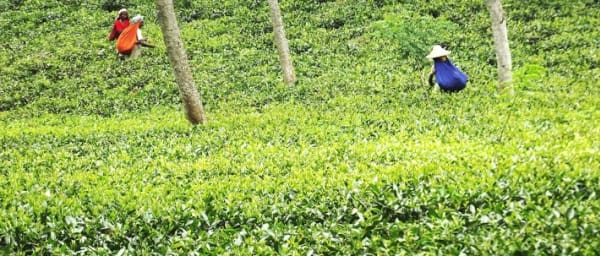 3-Day Sreemangal Excursion from Dhaka with Tea Estates and Tribes