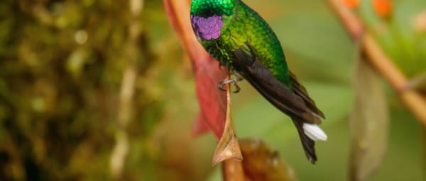 Full-Day Mindo Cloud Forest Tour from Quito with Chocolate Farm