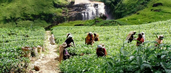1-Day Nuwara Eliya and Horton Plains Tour from Kandy with Lake Ride
