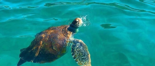 4-Hour Turtle Snorkelling Tour in São Pedro with Conservation Workshop