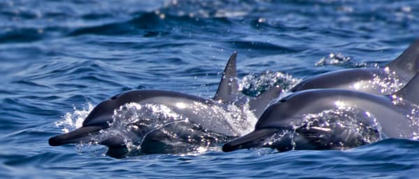 2-Hour Private Dolphin Watching Boat Tour in Muscat