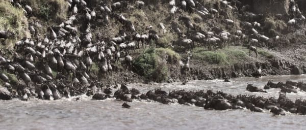 3-Day Masai Mara Safari from Nairobi with Big Five Game Drives