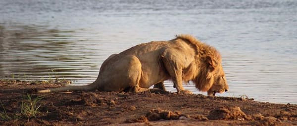 14-Day Botswana Wildlife Safari with Okavango Mokoro and Chobe Cruise