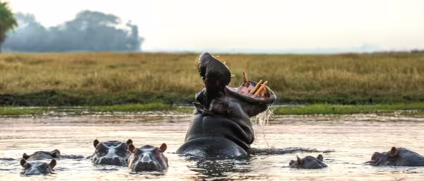 3-Day Murchison Falls Safari with Nile Cruise and Game Drives