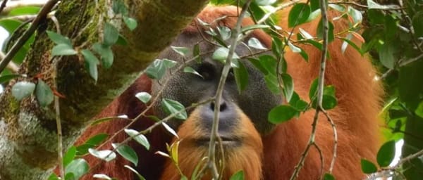 4-Day Batang Toru Tapanuli Orangutan Trek from Medan
