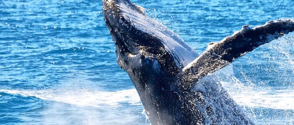 8-Hour Whale Watching Tour in Mirissa with Blue Whale Spotting