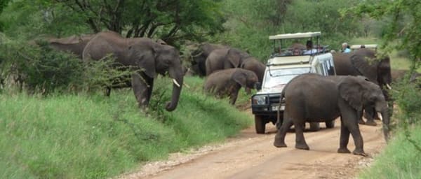 1-Day Tarangire National Park Safari with Elephant Herds