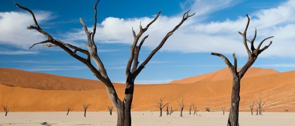 5-Day Namibia Wildlife and Landscapes Tour with Sossusvlei and Etosha