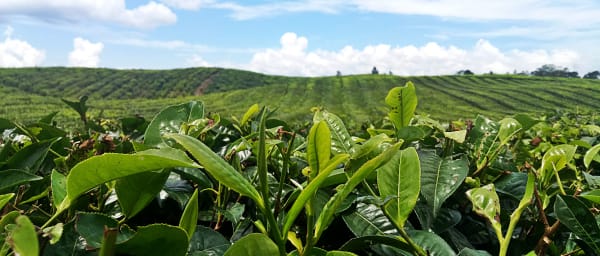 1-Day Sidamanik and Lake Toba Tour from Medan with Tea Plantation