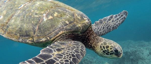 Half-Day Hurghada Sindbad Submarine Tour in the Red Sea