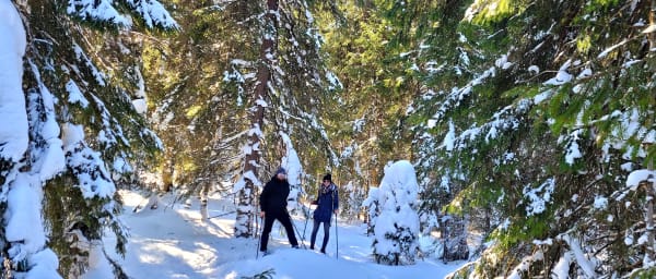 Full-Day Snowshoeing Hike in the Carpathian Mountains from Cluj