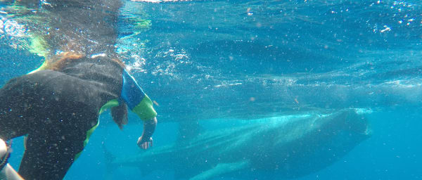 5-Hour Whale Shark Snorkeling Tour in Riviera Maya near Holbox
