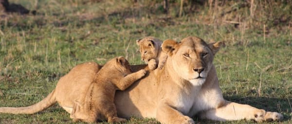 3-Day Masai Mara Safari from Nairobi with Great Rift Valley Drive