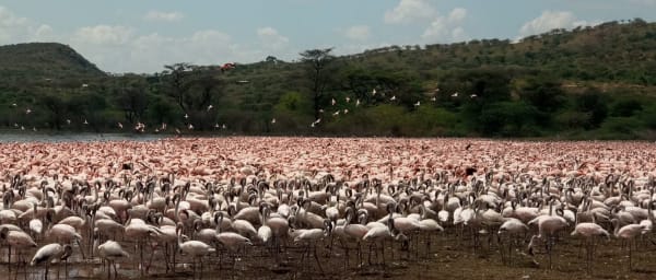 3-Day Bird-Watching Tour of Lake Baringo and Lake Bogoria