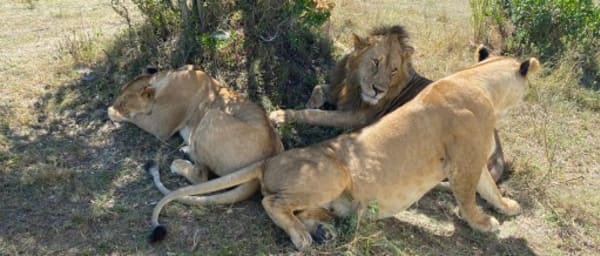 4-Day Maasai Mara and Lake Nakuru Safari with Big Five Viewing