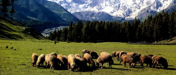 5-Day Fairy Meadows Trek to Nanga Parbat Base Camp from Islamabad