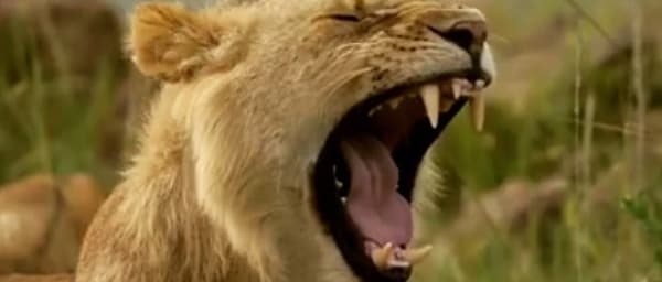 3-Day Masai Mara Safari from Nairobi with Big Five Game Drives