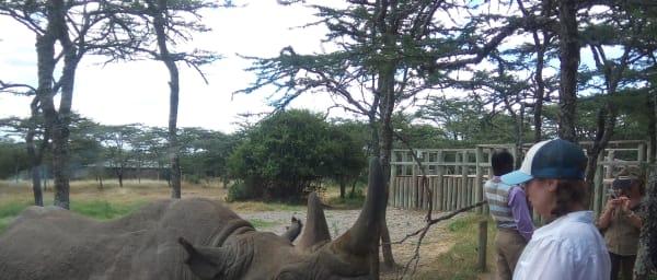 3-Day Masai Mara Safari from Nairobi with Big Five Game Drives