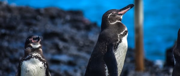 Full-Day Tintoreras Wildlife Tour on Isabela Island with Penguins