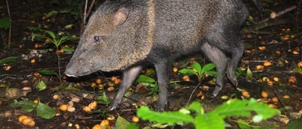 2-Day Corcovado National Park Tour with Sirena Station Overnight
