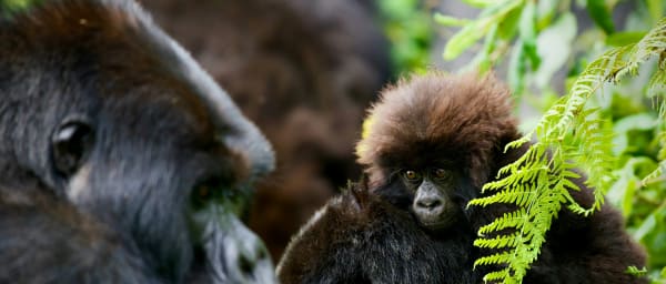 3-Day Gorilla Trekking Tour in Uganda with Lake Bunyonyi Canoeing