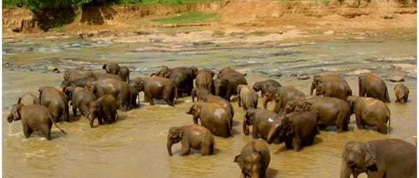 1-Day Kandy Tour with Pinnawala Elephant Orphanage and Tooth Relic