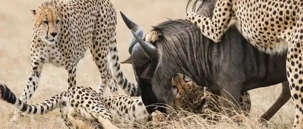 5-Day Northern Circuit Safari in Tanzania with Serengeti and Ngorongoro