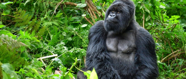 1-Day Gorilla Tracking Tour in Volcanoes National Park from Kigali
