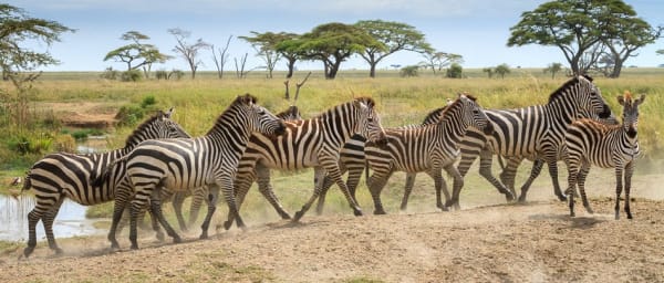 3-Day Tanzania Wildlife Safari to Tarangire, Ngorongoro and Manyara