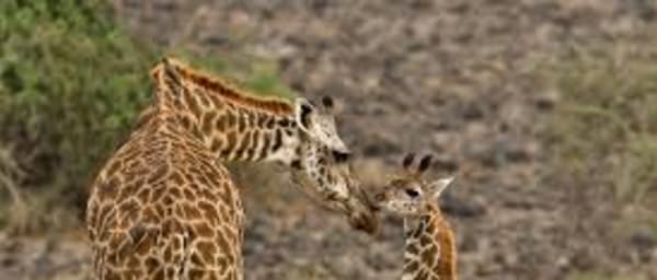 6-Day Northern Tanzania Safari with Serengeti and Ngorongoro Crater