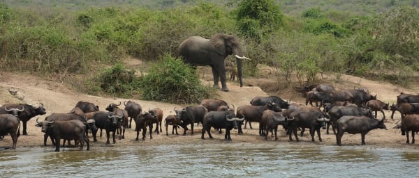 3-Day Queen Elizabeth National Park Safari with Kazinga Boat Cruise