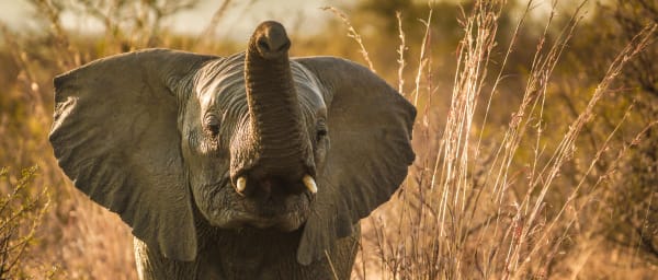 10-Hour Whale Watching and Addo Elephant Park Tour from Port Elizabeth