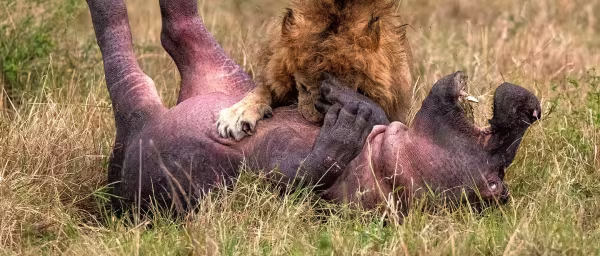 7-Day Luxury Family Safari in Tanzania with Grumeti and Ngorongoro