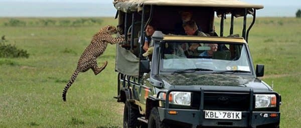 Full-Day Mikumi National Park Safari from Dar es Salaam or Morogoro