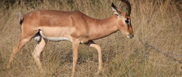 10-Hour Aquila Private Game Reserve Safari from Cape Town