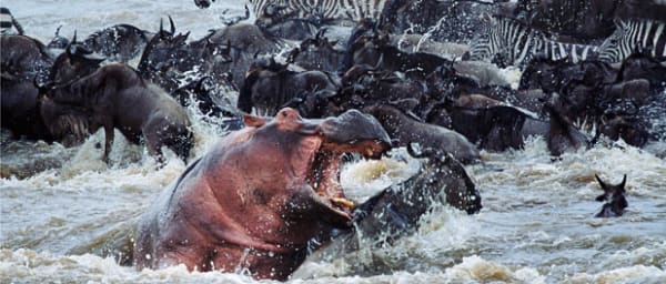 3-Day Maasai Mara Safari from Nairobi with Big Five Game Drives