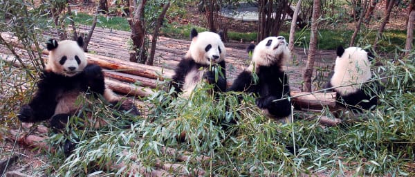 5-Day Sichuan Tour from Chengdu with Pandas Tea Culture and Bamboo Sea