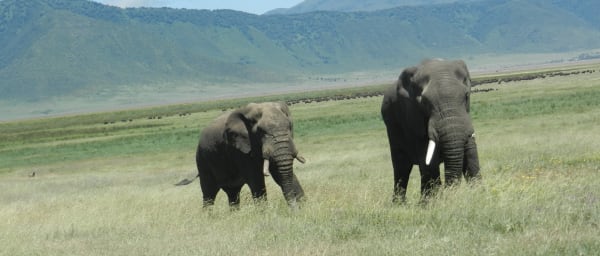 8-Day Tanzania Wildlife Safari with Lake Eyasi and Serengeti