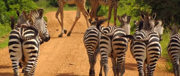 4-Day Mikumi and Udzungwa Safari with Sanje Waterfalls Trek