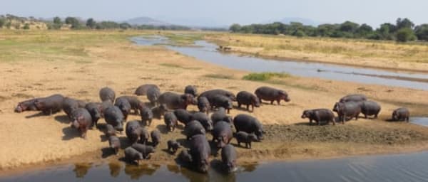 6-Day Mikumi and Ruaha Safari from Zanzibar with Masai Visit