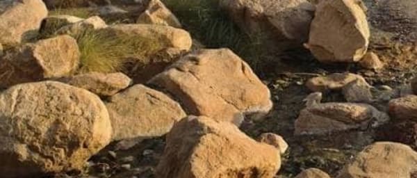 1-Day Lake Manyara Safari from Arusha with Tree-Climbing Lions