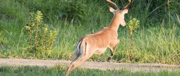 2-Day Saadani National Park Safari from Zanzibar with Wami River