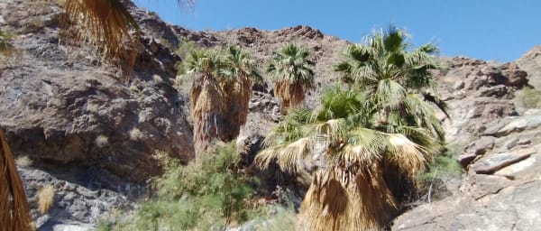2-Hour Palm Springs Hiking Tour to a Canyon Oasis