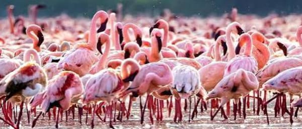 1-Day Lake Nakuru Safari from Nairobi with Rhino and Birdwatching